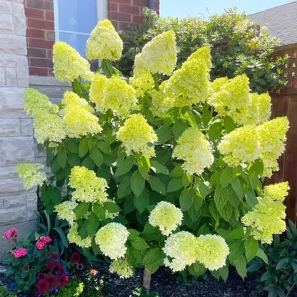 🌈Mix Hydrangea Seeds - Beautiful and Hardy Perennial Seeds for Your Garden