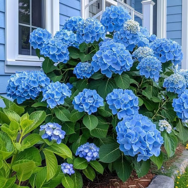 🌈Mix Hydrangea Seeds - Beautiful and Hardy Perennial Seeds for Your Garden