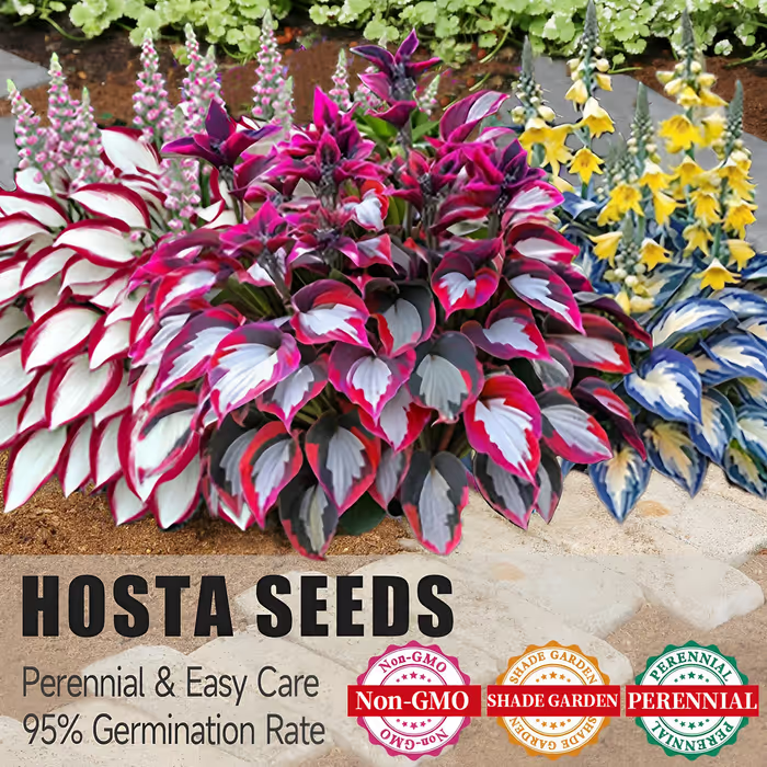 🔥Premium Rare Hosta Seeds🌿Shade-Tolerant Plant