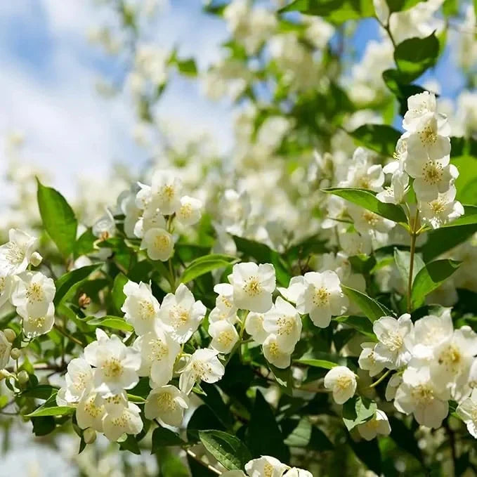 Beautiful Jasmine Potted Plant(Can be planted in winter)