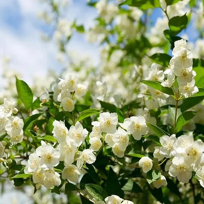 Beautiful Jasmine Plant(Can be planted in winter)