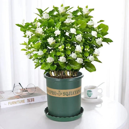 Beautiful Jasmine Potted Plant(Can be planted in winter)