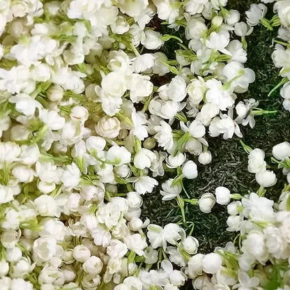 Beautiful Jasmine Plant(Can be planted in winter)