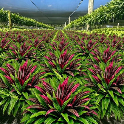 UV-Resistant Artificial Fern & Red Dracaena Decorative Plants – Full, Lush & Fade-Resistant!