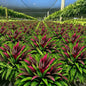 UV-Resistant Artificial Fern & Red Dracaena Decorative Plants – Full, Lush & Fade-Resistant!