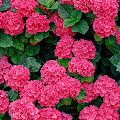 🌈Mix Hydrangea Seeds - Beautiful and Hardy Perennial Seeds for Your Garden