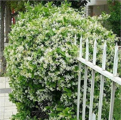 Beautiful Jasmine Potted Plant(Can be planted in winter)
