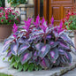 🔥Premium Rare Hosta Seeds🌿Shade-Tolerant Plant