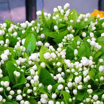 Beautiful Jasmine Plant(Can be planted in winter)