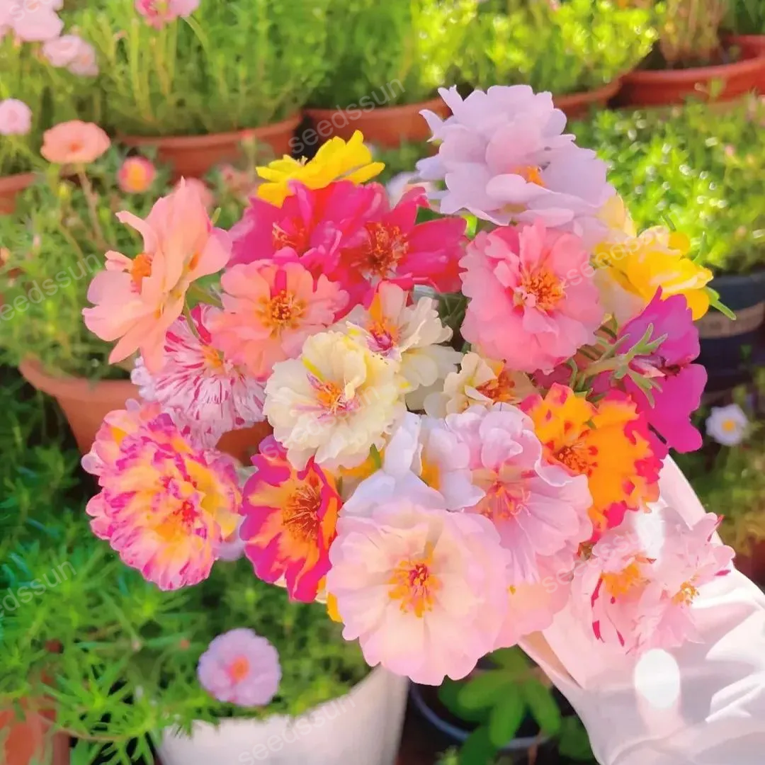 Mix Moss-Rose Portulaca Seeds