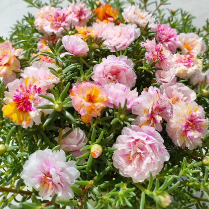 Mix Moss-Rose Portulaca Seeds