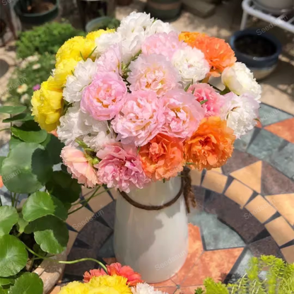Mix Moss-Rose Portulaca Seeds