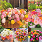 Mix Moss-Rose Portulaca Seeds