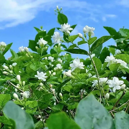 Beautiful Jasmine Plant(Can be planted in winter)