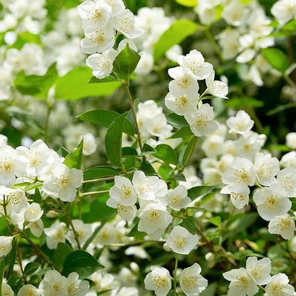 Beautiful Jasmine Potted Plant(Can be planted in winter)